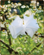 Boutique Twisted Large Bow White