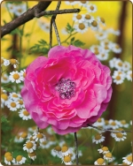 Ruffled Ranunculus Flower Clippie Hot Pink