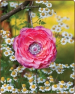 Ruffled Ranunculus Flower Clippie Passion Fruit