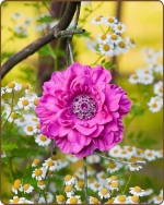 Dahlia Flower Clippie Fuchsia - 3.5 inch