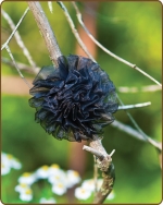 Mesh Flower Clippie - Black