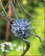 Mesh Flower Clippie - Silver
