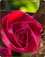 Satin Rose Clippie Hot Pink Large