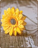 Cream/Yellow Flower Satin Lined Metal Headband