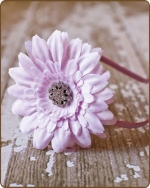 Dusty Rose Polka Dot Flower Satin Lined Metal Headband