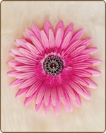 Daisy Flower Clippie Hot Pink